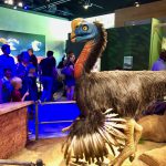 Witte Museum Dinosaurs Predators vs Prey